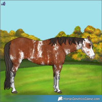 Horse Color:Bay Sabino  and Bay Sabino 