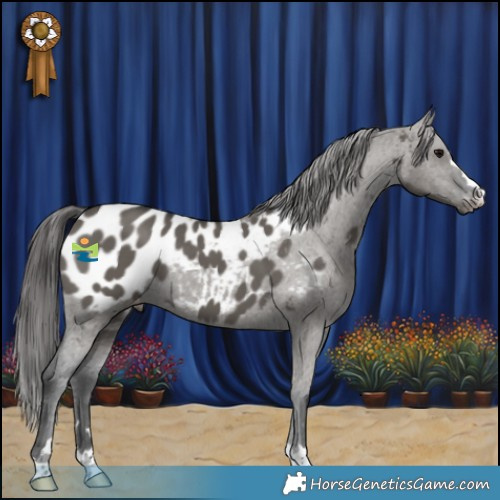Horse Color:Grullo Appaloosa 