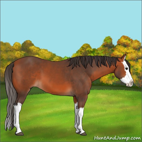 Horse Color:Bay Splash 