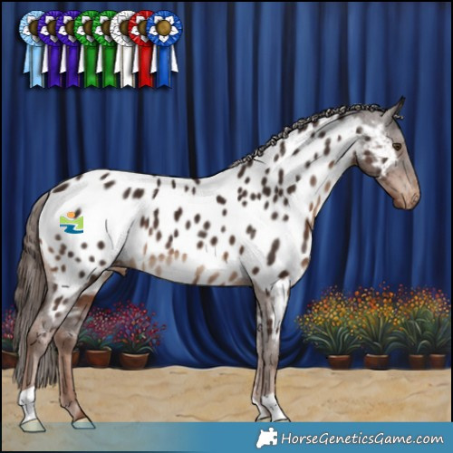 Horse Color:Liver Chestnut Appaloosa 