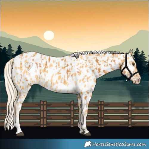 Horse Color:Palomino Appaloosa  and Palomino Appaloosa 