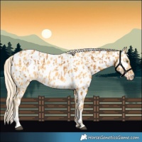 Horse Color:Palomino Appaloosa and Palomino Appaloosa