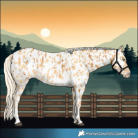 Horse Color:Palomino Near Leopard  and Palomino Near Leopard 
