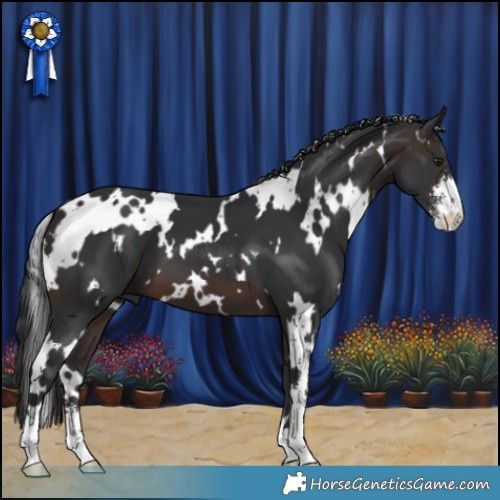 Horse Color:White Spotted Brown Sabino 