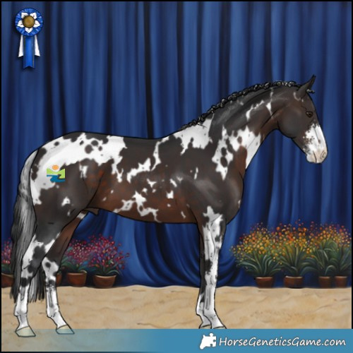 Horse Color:White Spotted Brown Sabino 