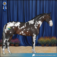 Horse Color:White Spotted Brown Sabino