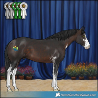Horse Color:Brown Sabino 