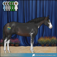 Horse Color:Brown Sabino 