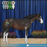 Horse Color:Brown Sabino 