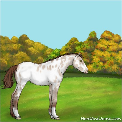 Horse Color:Amber Champagne Dun Frame Appaloosa 