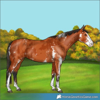 Horse Color:Bay Sabino  and Bay Sabino 