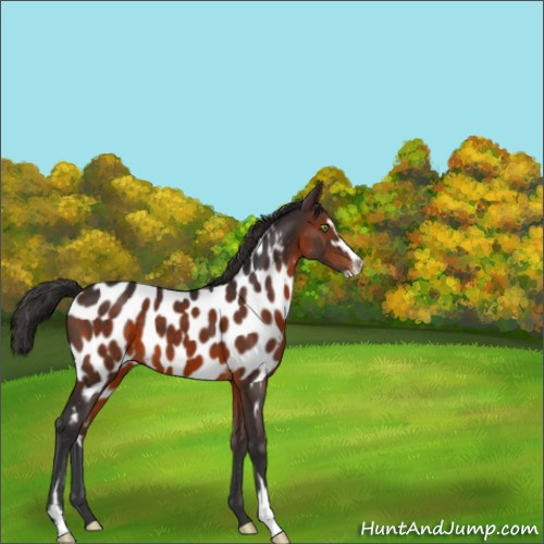 Horse Color:Brown Sabino Appaloosa