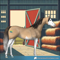 Horse Color:Buckskin Dun Splash