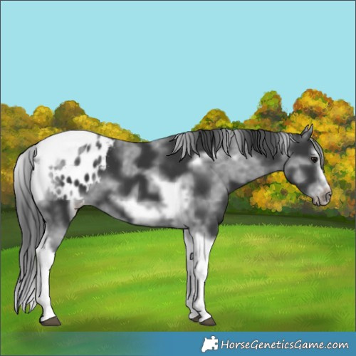 Horse Color:White Spotted Black Splash Tobiano Frame Appaloosa 