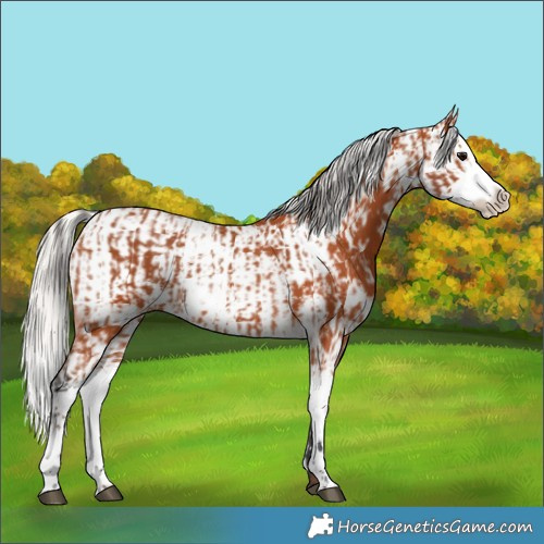 Horse Color:Bay Sabino  and Silver Bay Sabino 