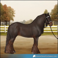Horse Color:Liver Chestnut  and Liver Chestnut 
