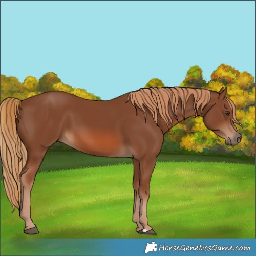 Horse Color:Unknown 