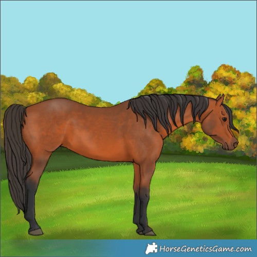 Horse Color:Unknown 