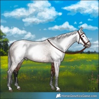Horse Color:Gray Bay
