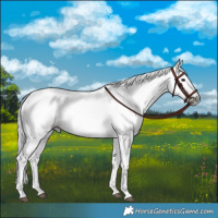 Horse Color:Gray Bay 