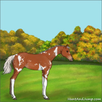 Horse Color:White Spotted Silver Bay Tobiano 