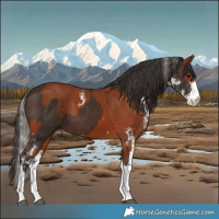 Horse Color:Silver Brown Sabino and Bay Sabino