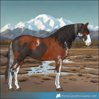 Horse Color:Silver Brown Sabino and Bay Sabino