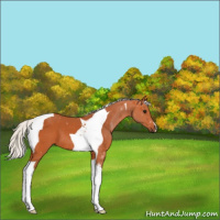 Horse Color:Silver Bay Tobiano 