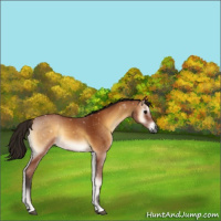 Horse Color:Gray Bay Onyx 