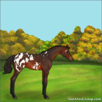 Horse Color:Gray Bay Appaloosa 