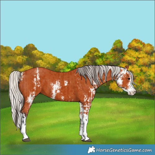 Horse Color:Bay Sabino  and Silver Bay Sabino 