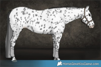 Horse Color:Blue Roan Leopard 