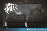 Horse Color:Blue Roan Appaloosa 