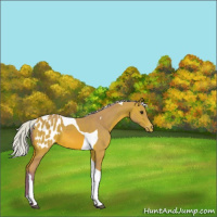 Horse Color:Watercolor Silver Bay Tobiano Appaloosa 