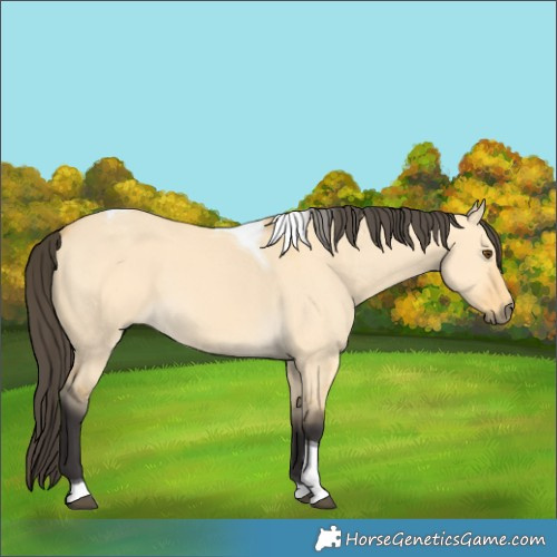 Horse Color:Buckskin Dun Tobiano 