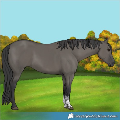 Horse Color:Grullo Sabino 