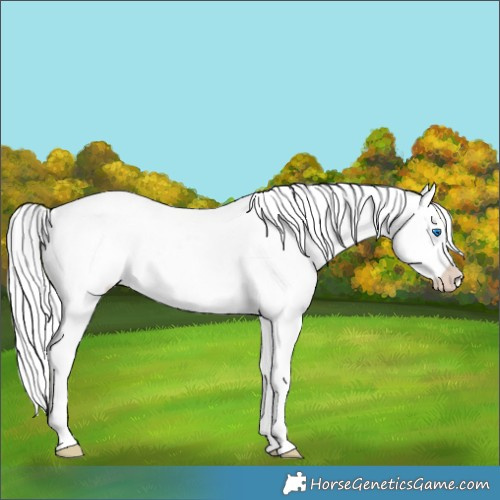 Horse Color:Perlino Dun Splash 