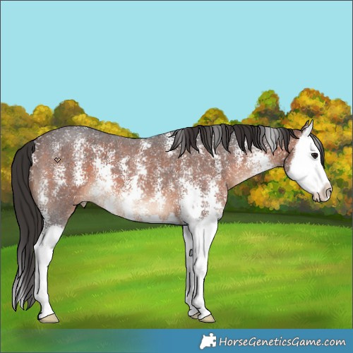 Horse Color:Brown Sabino Splash 