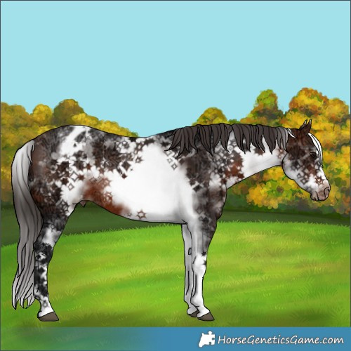 Horse Color:White Spotted Brown Ice Frame Appaloosa Rabicano