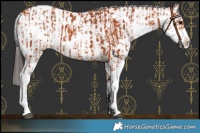 Horse Color:Bay Sabino  and Bay Sabino