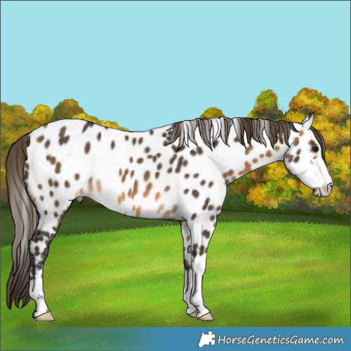 Horse Color:Buckskin Appaloosa 