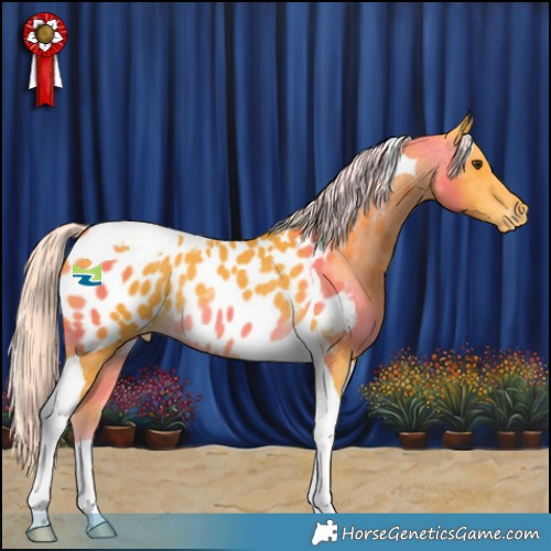 Horse Color:Palomino Tobiano Appaloosa Rabicano 