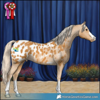 Horse Color:Palomino Appaloosa 