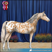 Horse Color:Palomino Appaloosa