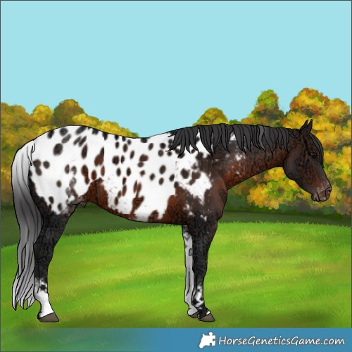 Horse Color:White Spotted Brown Ice Appaloosa 