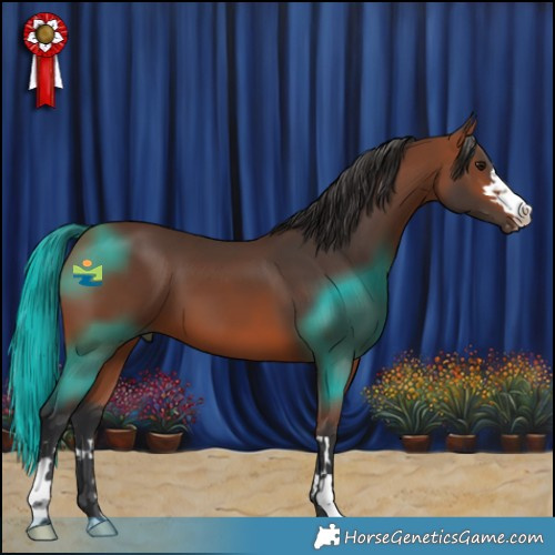 Horse Color:Bay 