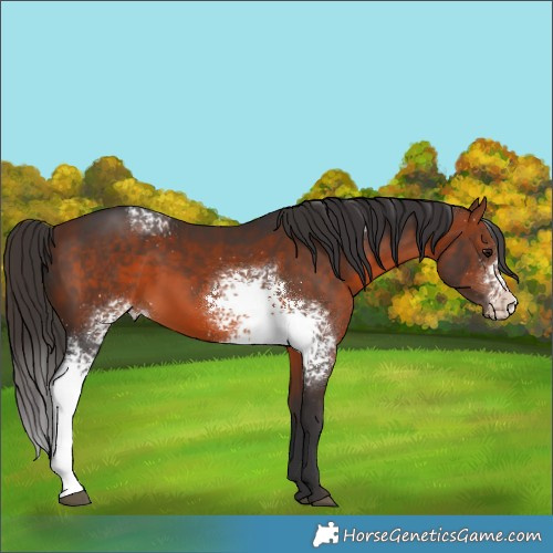Horse Color:White Spotted Bay 