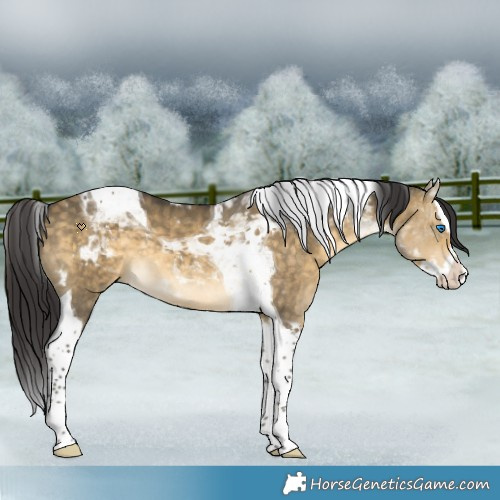 Horse Color:Buckskin Dun Splash Tobiano 