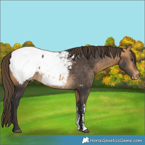 Horse Color:Buckskin Sabino Appaloosa 