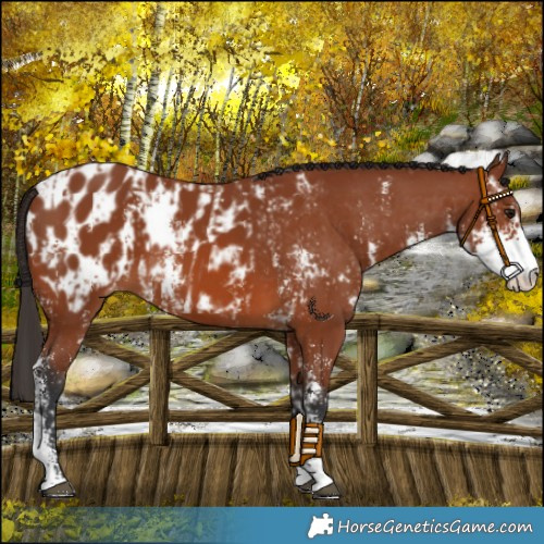 Horse Color:Bay Sabino  and Bay Sabino Appaloosa 